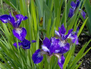 iris versicolor jean