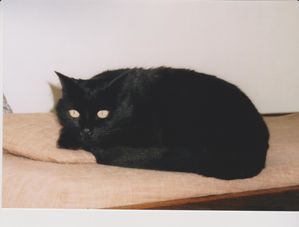 Cat-01.jpg