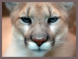 Cougar-puma.jpg