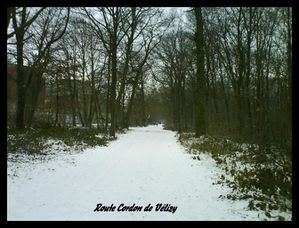 VIROFLAY001 (Small)