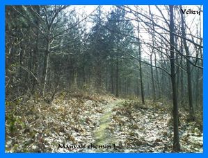 Eco-trail-reco-meudon008--Medium-.JPG
