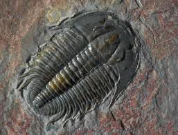 CambrianFossil