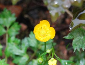 fleur-de-bouton-d-or.jpg