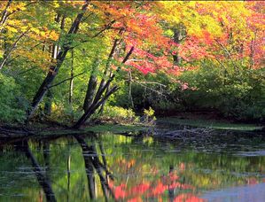 nature.jpg