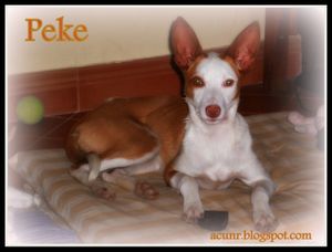 Peke4.jpg