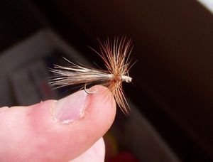 mouches-seches-033.jpg