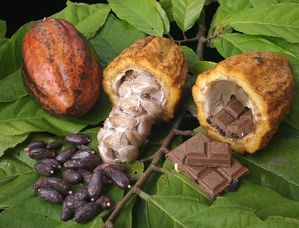 Cacao-debut-fin