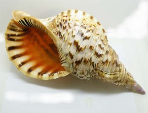 Coquillage