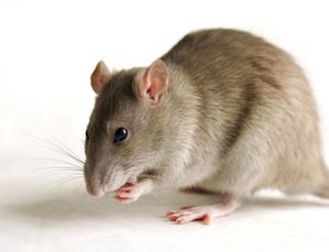 rat