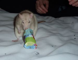 noel-2009-moya-4