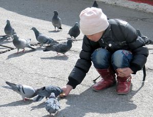 pigeons3
