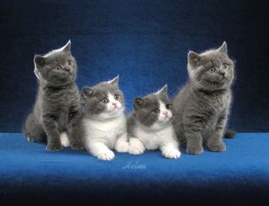 british-shorthair-kittens-small.jpg