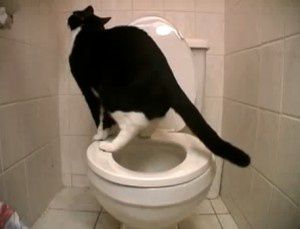 chat-toilettes1-300x229.jpg