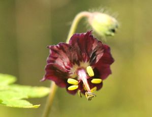 G. phaeum 'Angelina'