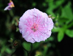 G. sanguineum var. striatum