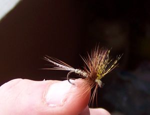 mouches-seches-023.jpg