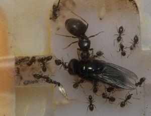 LasiusCFniger0021