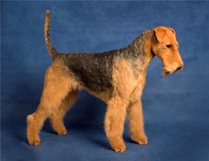 Airdale terrier