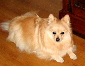spitz-allemand-petit-creme