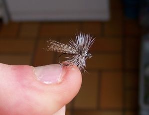 mouches-seches-046.jpg