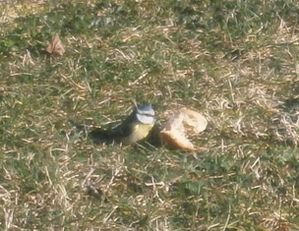 oiseaux 013