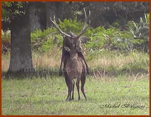 chambord-13.blog.jpg