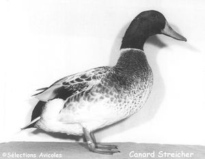 Canard Streicher