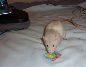 noel-2009-moya-1