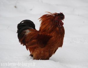 coq dans la neige