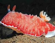 Chromodoris-reticu_2479791b--180x140.jpg