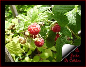 framboises--2-.JPG