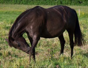 524330-animaux-chevaux-appaloosa.jpg