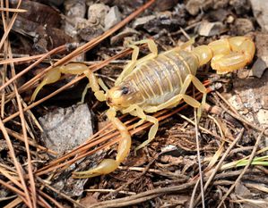 Scorpion languedocien