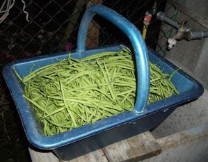 Haricots-verts-recolte.jpg