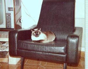 minouche-cat-chat-siamois.jpg