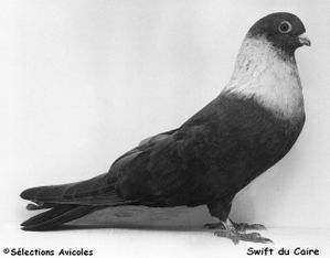 Swift du Caire