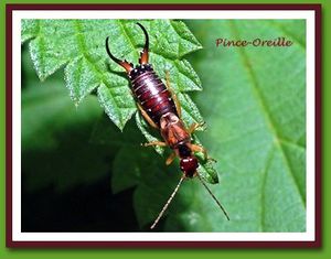 forficule-male PINCE OREILLE