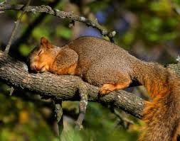 écureuil qui dort