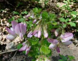 Ononis-rotundifolia.jpg