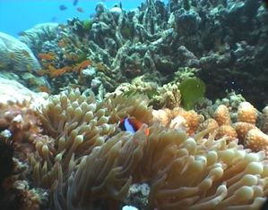 Plongee-Mickaelmas-Cay-0--39-.jpg