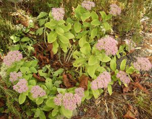 DSCN2071.JPG