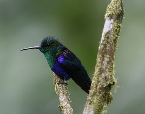 Green-crowned Woodnymph mâle