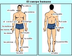 EL-CUERPO-HUMANO.jpg