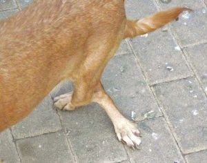 patita--3-.jpg