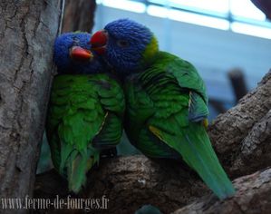 biotropica perroquets