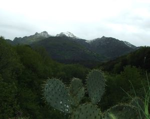 neige cactus 4 mai 2010