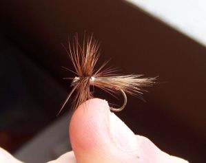 mouches-seches-047.jpg