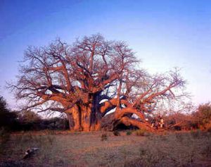 Baobab Africain (Adansonia digitata)