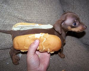 hot-dog-puppy-2-.jpg
