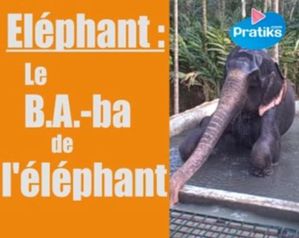 elephant.jpg